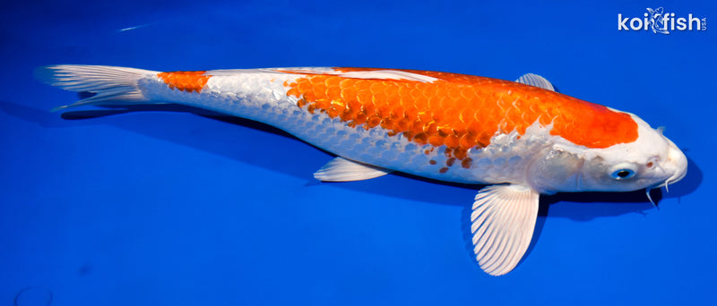 14.75" GINRIN HARIWAKE