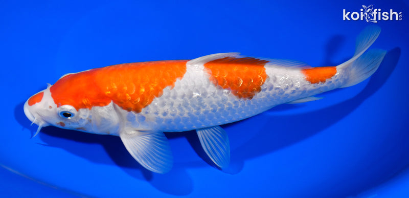 9.25" GINRIN KOHAKU