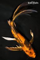10.5" KIN HI UTSURI BUTTERFLY