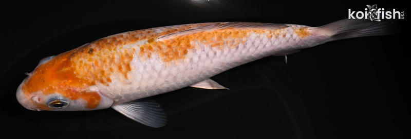 6.5" OCHIBA SHIGURE