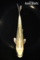 7.25" KUJAKU