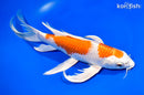 10.75" HARIWAKE BUTTERFLY