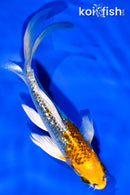 5.5" GINRIN KUJAKU BUTTERFLY