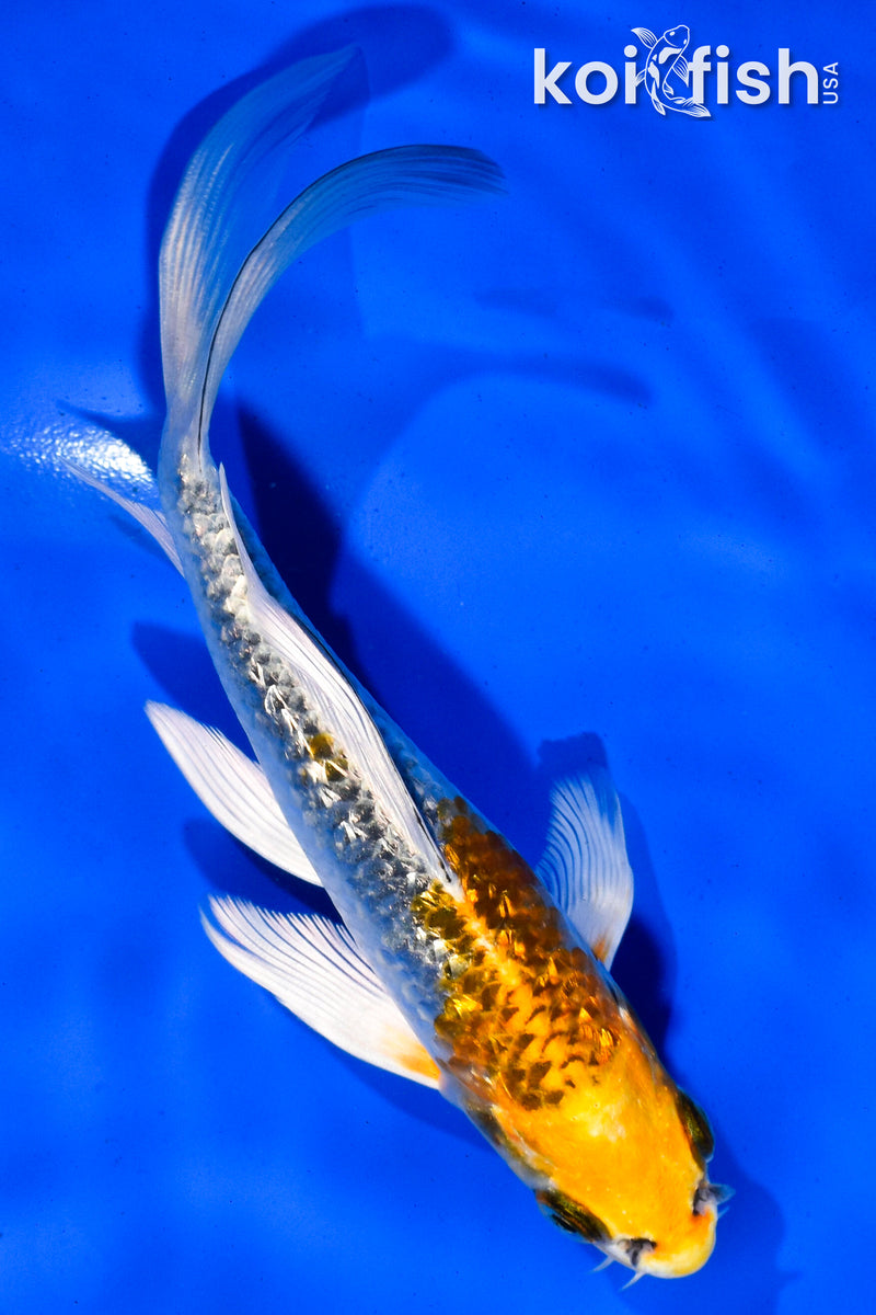 5.5" GINRIN KUJAKU BUTTERFLY