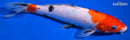 9.5" SANKE