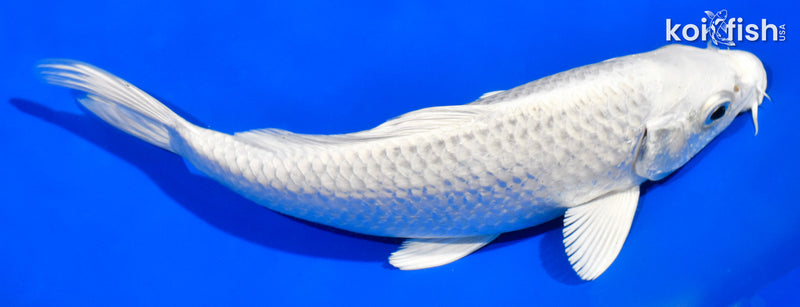 7.5" PLATINUM OGON