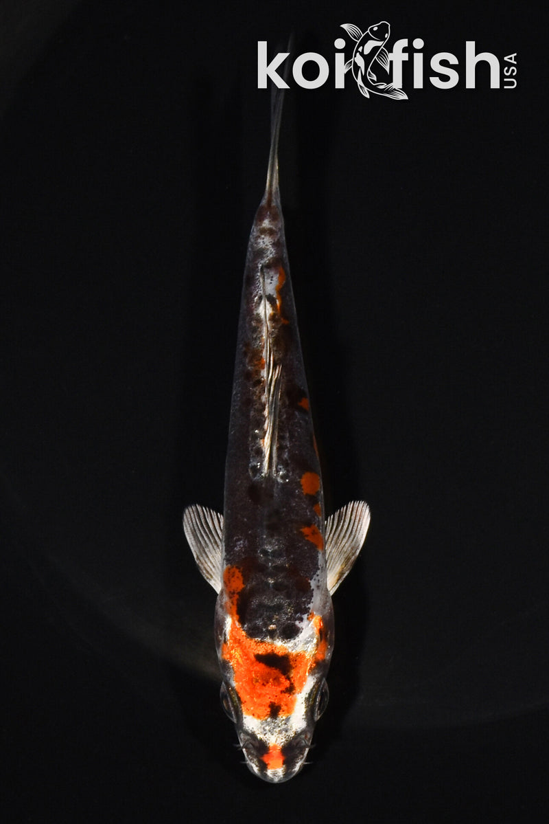 5" BENI KIKOKURYU