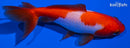 4.5" WAKIN GOLDFISH