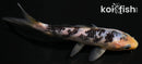 6" SHIRO UTSURI