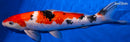 12.25" GINRIN SANKE