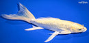 9.75" GINRIN YAMABUKI OGON BUTTERFLY