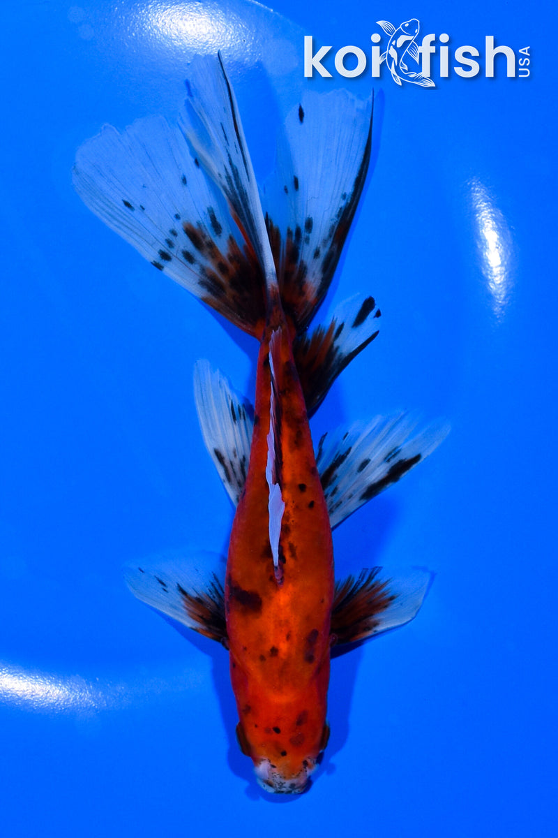 6.5" CALICO WATONAI GOLDFISH
