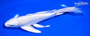 7.75" PLATINUM OGON BUTTERFLY