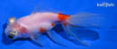 4.5" TELESCOPE FANTAIL GOLDFISH
