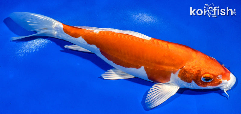 9.5" KIKUSUI