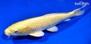 12.5" YAMABUKI OGON