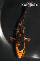 4.25" KIN ORENJI MATSUBA