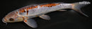 9.75" DOITSU OCHIBA SHIGURE