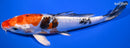 7.5" HEISEI NISHIKI