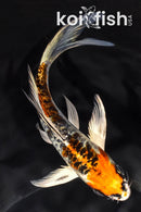 5.75" ARAGOKE BENI KIKOKURYU BUTTERFLY