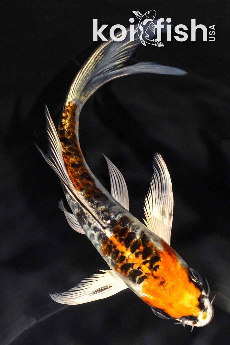 5.75" ARAGOKE BENI KIKOKURYU BUTTERFLY