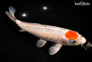 13.25" TANCHO GOSHIKI