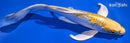 8.25" GINRIN KUJAKU BUTTERFLY
