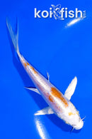 5.5" GINRIN KIKUSUI BUTTERFLY