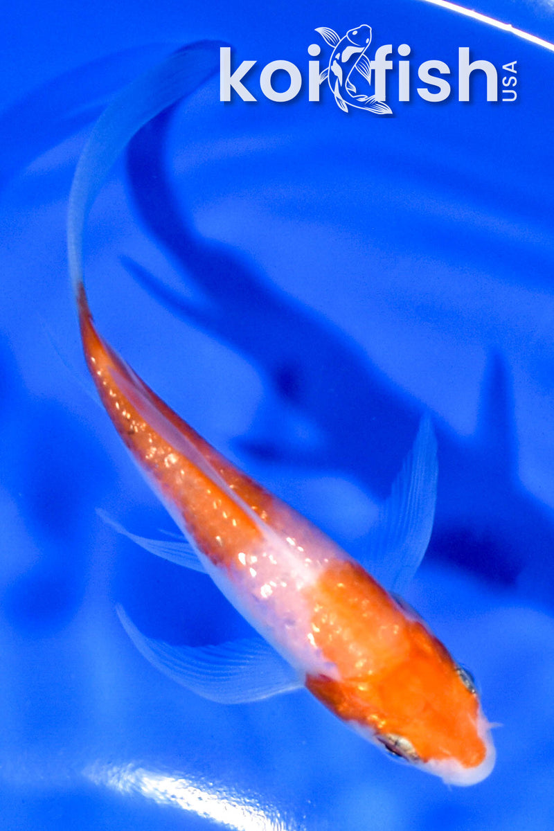 4.25" GINRIN HARIWAKE BUTTERFLY