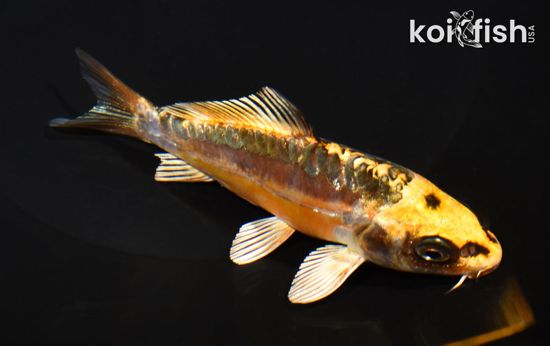 5" GINRIN ARAGOKE KIN KIKOKURYU