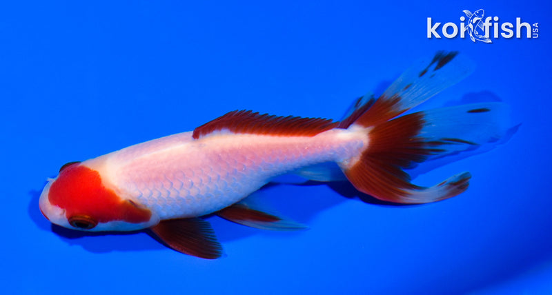 5.25" WATONAI WAKIN GOLDFISH