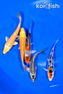 PACK OF (5) 4.25-4.5" STANDARD KOI