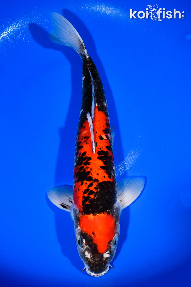 13.5" GOSHIKI