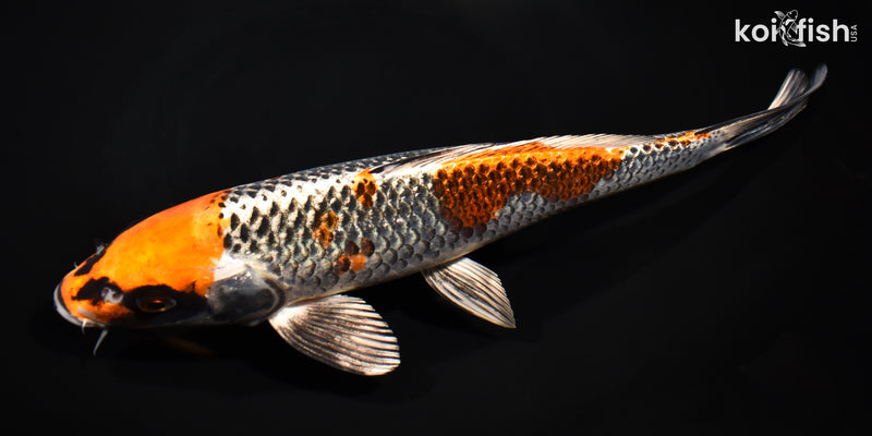 11" BENI GINGA