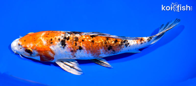 8" GINRIN YAMATO NISHIKI