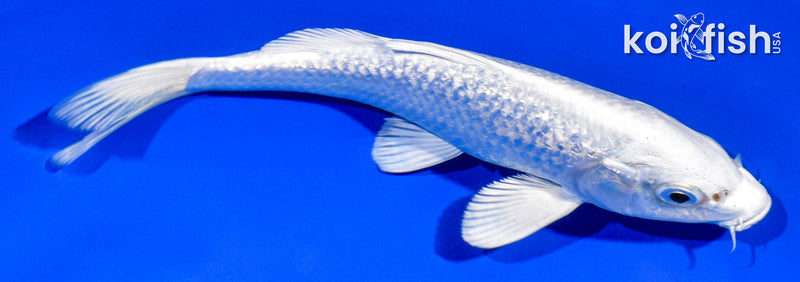 6" GINRIN PLATINUM OGON