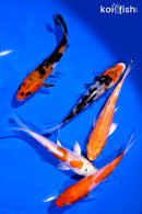 PACK OF (5) 4-5" STANDARD KOI