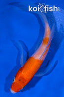 4.25" KOHAKU BUTTERFLY