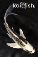 4.5" GIN MATSUBA BUTTERFLY