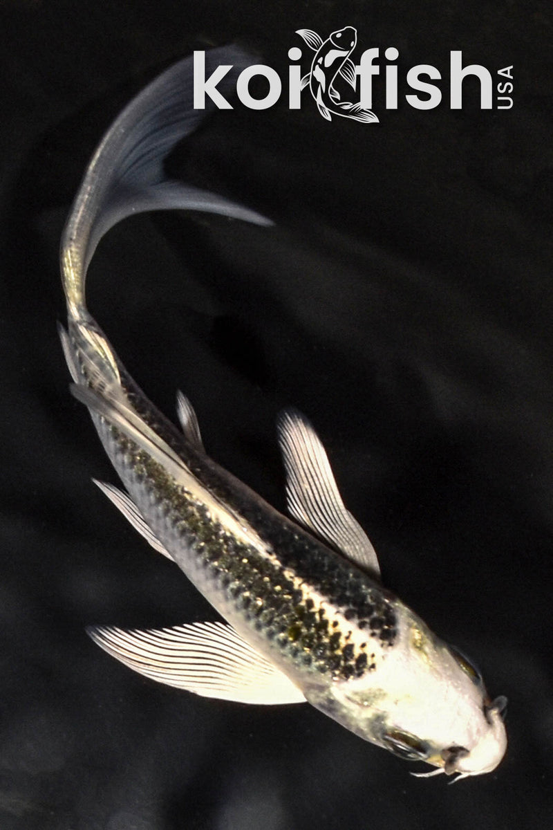 4.5" GIN MATSUBA BUTTERFLY