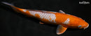 9.5" OCHIBA SHIGURE