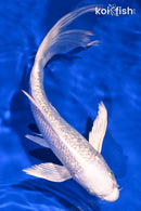 8.5" GINRIN PLATINUM OGON BUTTERFLY