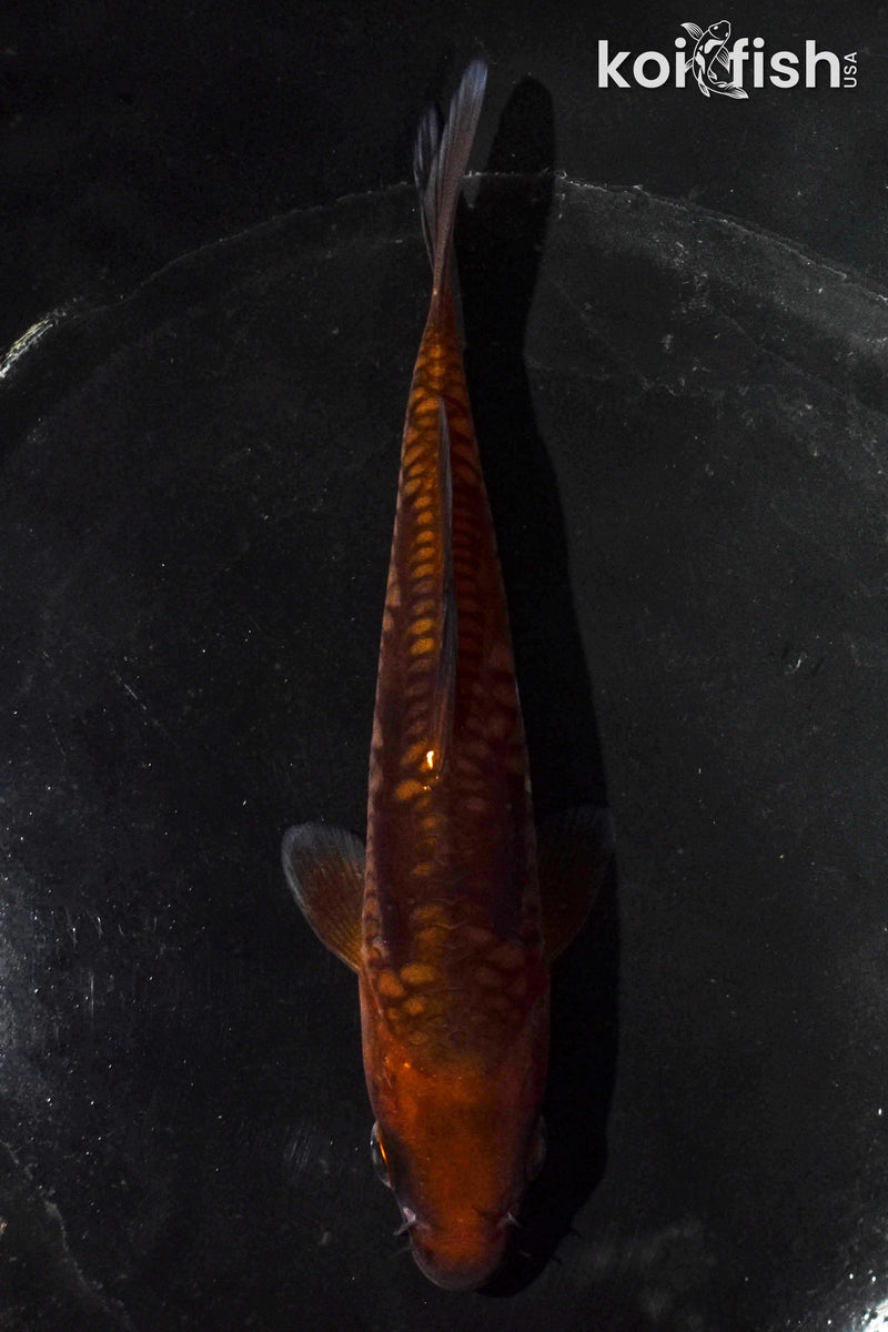 5.5" ARAGOKE CHAGOI