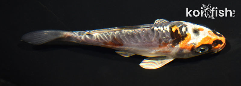 5" ARAGOKE BENI KIKOKURYU