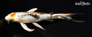 7.25" YAMATO NISHIKI BUTTERFLY