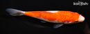 5.75" KOHAKU