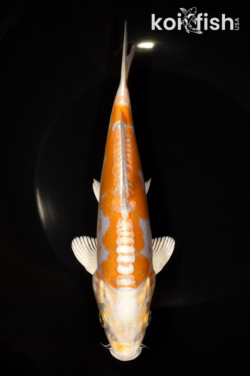 7.75" DOITSU HARIWAKE