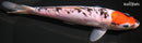 8" DOITSU GOSHIKI