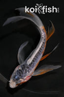 4.75" SHUSUI BUTTERFLY