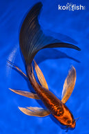 8" DOITSU KIN ORENJI MATSUBA BUTTERFLY